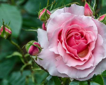 Pink Beauty - nature, petals, pink, rose, flower