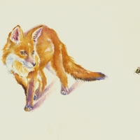 The fox and the bee