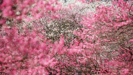 Flowering Trees - sky, flowers, trees, pink