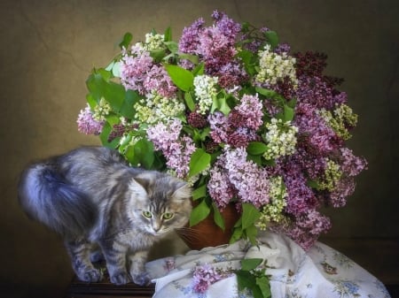 Cat and a bouquet of lilac - lilac, spring, flower, pink, masyanya, bouquet, cat, animal, daykiney