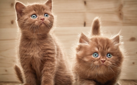 Kittens - animal, pisica, kitten, cute, couple, cat, blue eyes