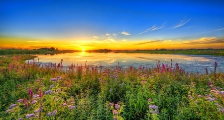 Summer sunrise - summer, pond, beautiful, sunrise, lovely, reflection, wildflowers, rays, lake, golden, sky