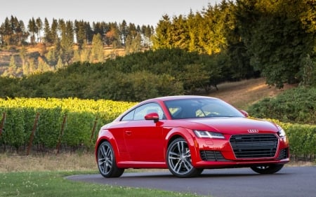 Audi - forest, audi, car, cool, fun