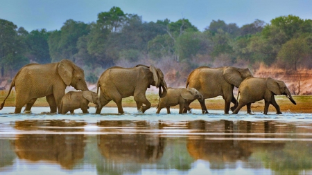 elephants - fun, elephants, cool, animals