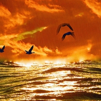 sunset birds