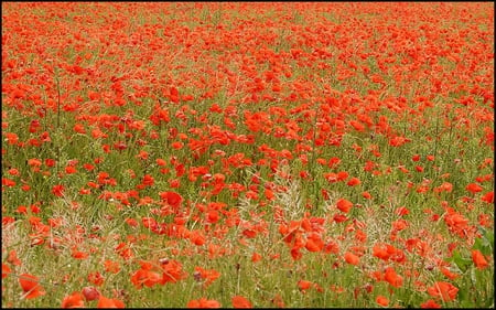 GENTILS-.....coquelicots - coquelicots, gentile