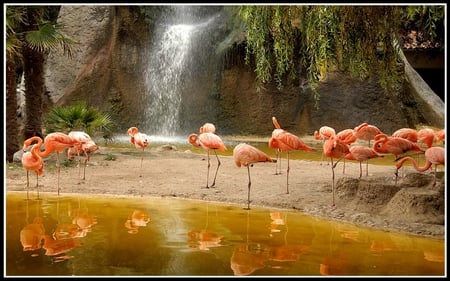 FLAMANTS - flamingo, waterfall