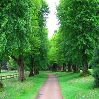 england trees