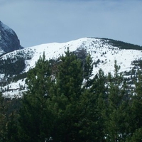 Mountain Trees