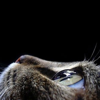 Kitty