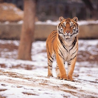 Snow Tiger