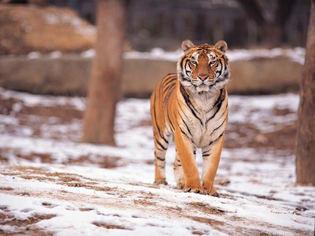 Snow Tiger - proud, majestic, tiger, snow