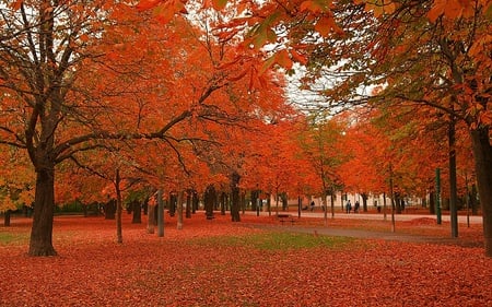 Red Season's - cool, beauty, awesome, warm, reddish