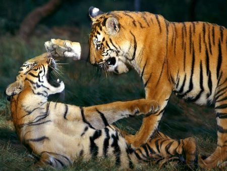 Bengal Tiger Cubs Playing - bengal, rowdy, cubs, tigers, playing