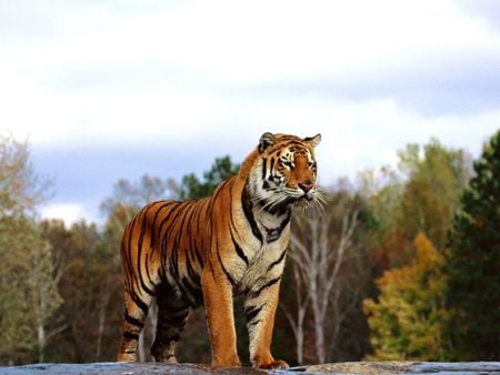 Bengal Tiger-Regal - bengal, nature, cats, regal, tiger