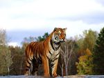 Bengal Tiger-Regal