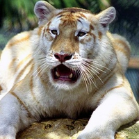 Siberian Golden Tiger