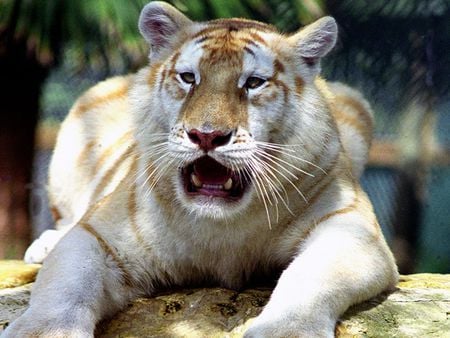 Siberian Golden Tiger - nature, cats, golden, tiger, siberian