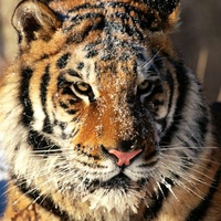 Bengal Tiger-Snow