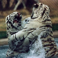 White Tigers Fighting