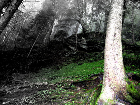 Near the Forest - sumela, monastery, 61, trabzon, forest, jungle