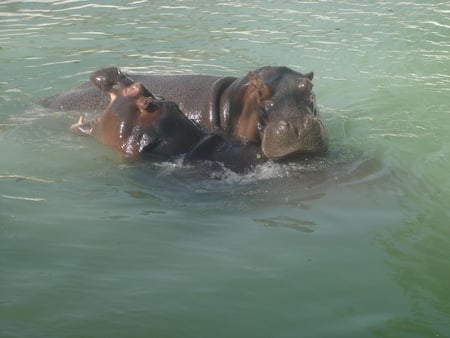 Hippo - hippo, zoo, animals