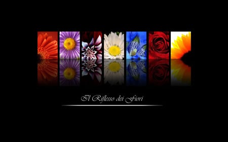 Fiori Riflessi - abstract, flowers, rose