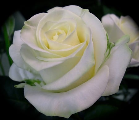 White rose - roses, flowers