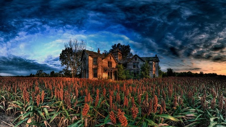 Harvesting Season - beauty, nice, cool