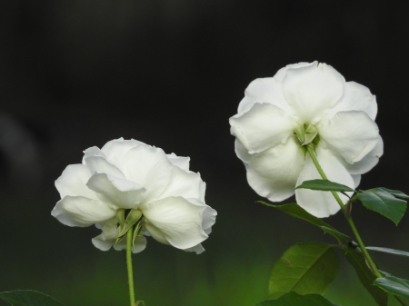 Roses dark background - flowers, roses, whiteroses, horticulture, white, nature, love