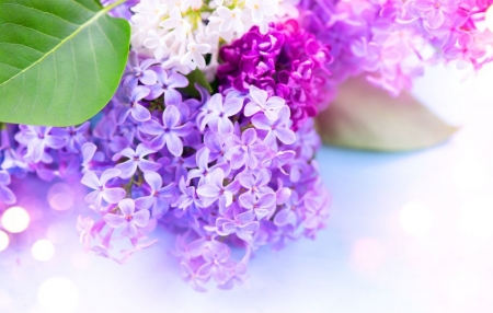 * - nature, lilacs, purple, subbotina anna, flowers