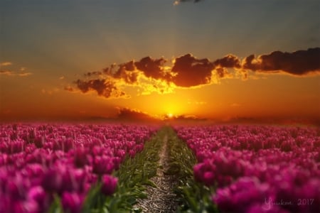 * - field, nature, pink, sky