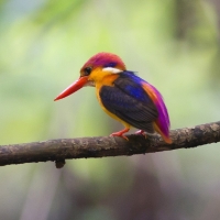 colourful bird