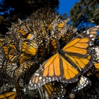 Migrating Monarch butterflies