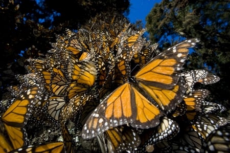 Migrating Monarch butterflies - Insects, Monarch, Migrating, Butterflies