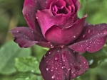 Beautiful Rose