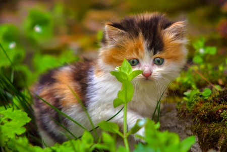 Cute Kitten