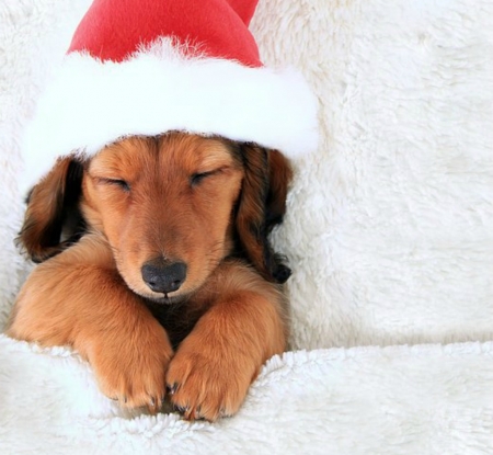 Sleeping puppy - red, animal, caine, puppy, craciun, christmas, white, hat, santa, paw, dog