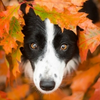 Between autumn leaves