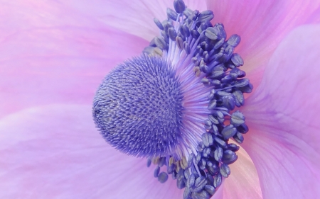 Anemone close-up - skin, close-up, blue, macro, flower, pink, anemone