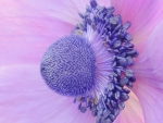 Anemone close-up