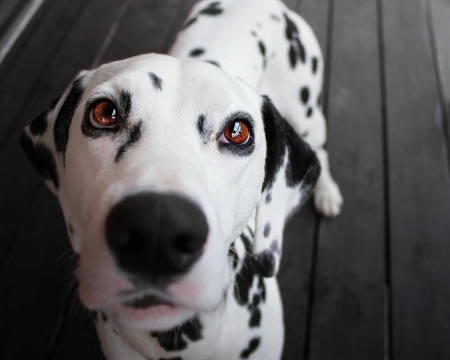 Hi! - face, animal, cute, black, caine, martyna ozog, eyes, white, dalmatian, dog