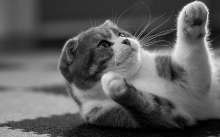 Cat - black, white, animal, pisica, paw, cute, bw, cat