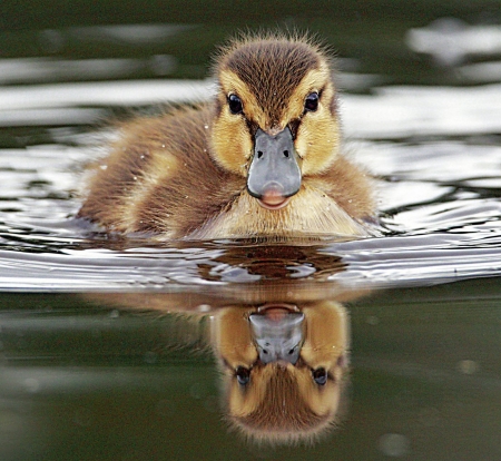 Little Duck - reflections, bird, chick, water