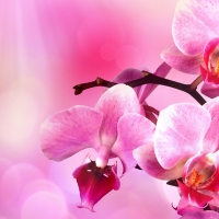 Orchids Pink Light