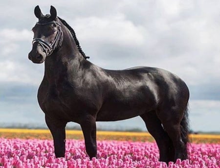 In the pink - black, flowers, field, horse