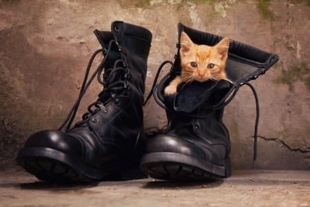 Puss In Boots - Sweet, Kitten, boots, cute, cat