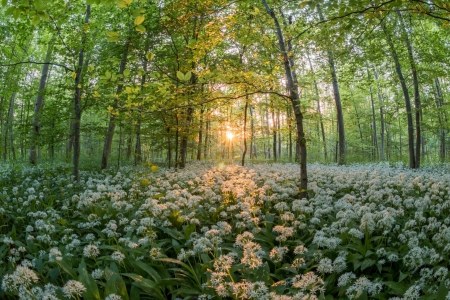 Forest Flowers - nature, forest, flower, sun