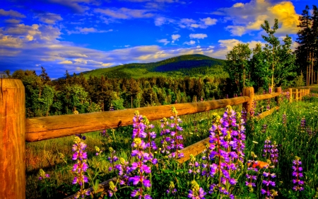 Mountain View - nature, sky, mountain, flower