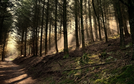 Forest - nature, forest, woods, walk